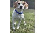Adopt Tiny fka Daisy a Beagle, Mixed Breed