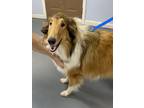 Adopt Millie a Collie