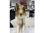 Adopt Seven a Collie