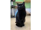 Adopt Spaghetti a Domestic Short Hair