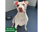 Adopt Everly a Pit Bull Terrier