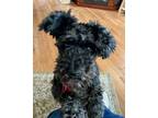 Adopt Cuddles a Schnauzer