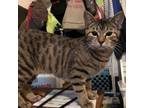 Adopt Fallon a Domestic Short Hair