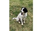 Adopt Available - Jovie/Holly a English Setter