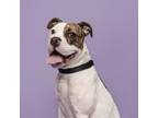 Adopt Coraline a Mixed Breed
