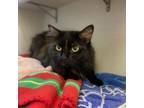 Adopt Tootie Woo a Domestic Long Hair