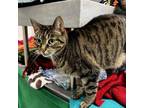 Adopt Dolly a Domestic Short Hair