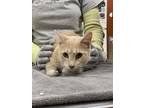 Adopt GEORGIE a Domestic Short Hair