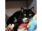 Adopt CRANBERRY a Domestic Short Hair