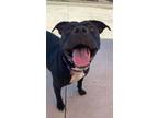 Adopt MOONBEAM a Pit Bull Terrier