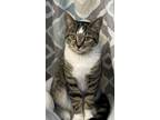 Adopt Callie **COURTESY POST** a Domestic Short Hair