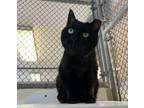 Adopt Blackberry Jam - In Foster a Domestic Short Hair