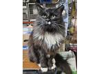 Adopt Ultra a Domestic Long Hair