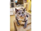 Adopt Ramona a Domestic Short Hair