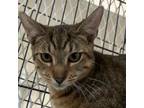 Adopt Jara a Domestic Short Hair