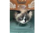 Adopt Blanche Neige a Domestic Long Hair, Domestic Short Hair