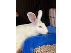 Adopt Amanda a Bunny Rabbit