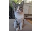 Adopt Cookie a Domestic Short Hair