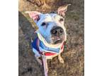 Adopt Mollie a Mixed Breed