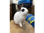 Adopt Binou a Bunny Rabbit