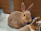 Adopt Toupie a Bunny Rabbit