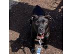 Adopt Georgia a Black Labrador Retriever, Pit Bull Terrier