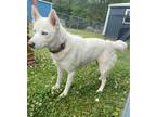 Adopt Nova a Husky, Mixed Breed