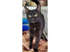 Adopt Nami a Domestic Short Hair