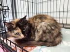 Adopt Skittles a Domestic Short Hair