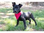Adopt Chyna a American Staffordshire Terrier, Mixed Breed