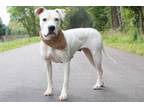Adopt Deb a American Staffordshire Terrier, Mixed Breed