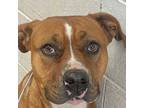 Adopt POLLY a Mixed Breed