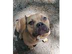 Adopt Harley a Pit Bull Terrier, Mixed Breed