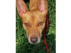 Adopt Daisy a Pit Bull Terrier, Mixed Breed