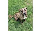 Adopt Verna a Pit Bull Terrier, Mixed Breed