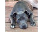 Adopt Lumi a American Staffordshire Terrier