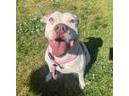 Adopt Dora a American Staffordshire Terrier