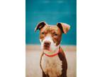 Adopt 72299A Sally Joe a American Staffordshire Terrier, Mixed Breed