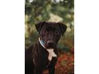 Adopt 72527A Sheba-Adoption Ambassador a Labrador Retriever, Mixed Breed