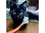 Adopt Clarisse a Domestic Short Hair