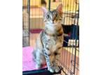 Adopt LeeLee a Domestic Short Hair