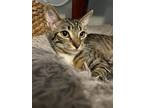 Adopt Georgette a Domestic Short Hair