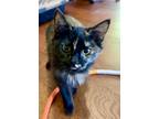 Adopt Mia a Domestic Long Hair, Domestic Short Hair