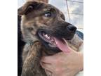 Adopt Tabitha a Basset Hound, Labrador Retriever