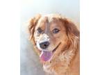 Adopt Jada a Mixed Breed