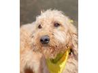 Adopt Holly a Poodle