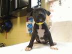 Adopt DAYTON a Pit Bull Terrier, Mixed Breed