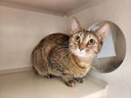 Adopt LADY BUG a Domestic Short Hair