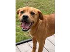 Adopt JOLENE a Golden Retriever, Staffordshire Bull Terrier