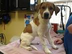 Adopt TWIZZLER a Labrador Retriever, Foxhound